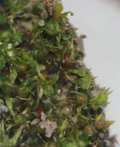 Immersed Physcomitrium Moss thumbnail 3
