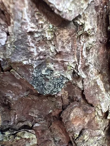 Nylander's Tile Lichen