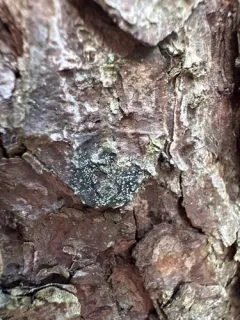 Nylander's Tile Lichen thumbnail 1