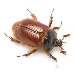 Pleocoma oregonensis thumbnail 1