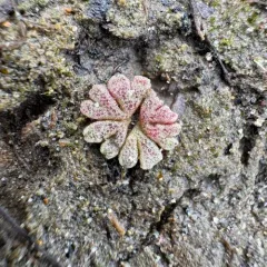 Frost's Crystalwort thumbnail 3