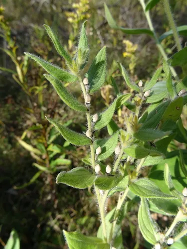 false gromwell