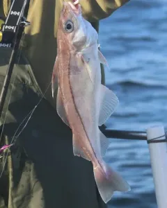 Haddock thumbnail 1