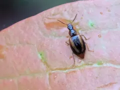 Trigonodemus striatus thumbnail 3