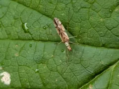 Dicyphus famelicus thumbnail 2
