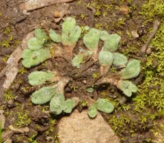 Purple Crystalwort thumbnail 2