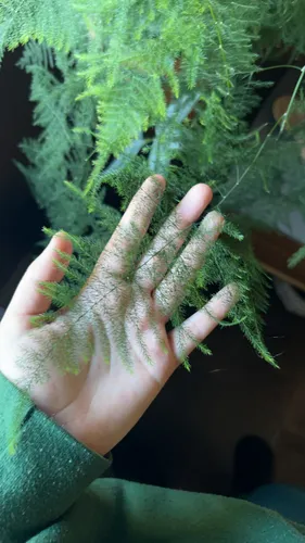 Common Asparagus Fern