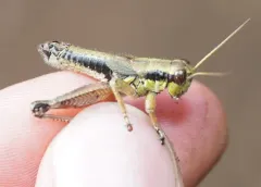Long-toed Grasshopper thumbnail 2
