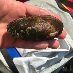 Eastern Floater thumbnail 3