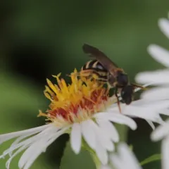 Dark-winged Sweat Bee thumbnail 1
