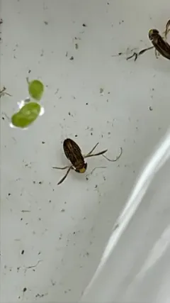 Trichocorixa macroceps thumbnail 2