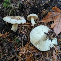 Russula stuntzii thumbnail 1