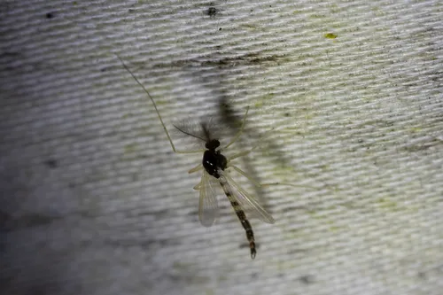 Phaenopsectra vittata