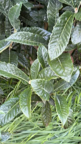 Loquat