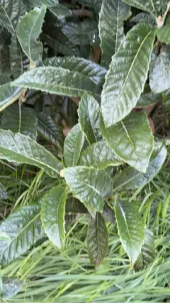Loquat thumbnail 1