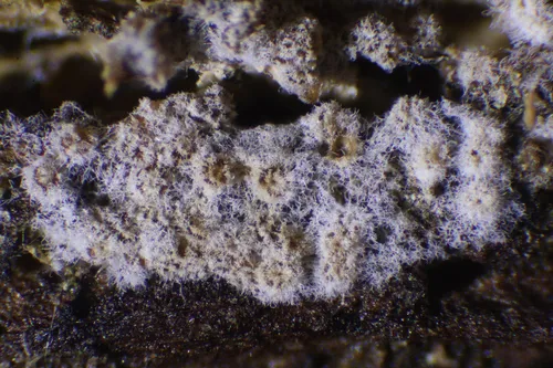 Nectriopsis oropensoides