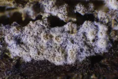 Nectriopsis oropensoides thumbnail 1
