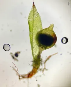Immersed Physcomitrium Moss thumbnail 4