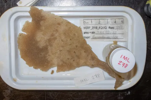 Cladocroce spatula