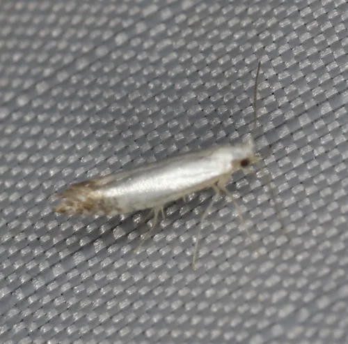 Argyresthia apicimaculella