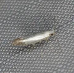 Argyresthia apicimaculella thumbnail 1