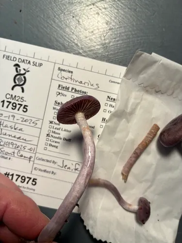 Cortinarius emunctus