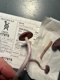 Cortinarius emunctus thumbnail 1