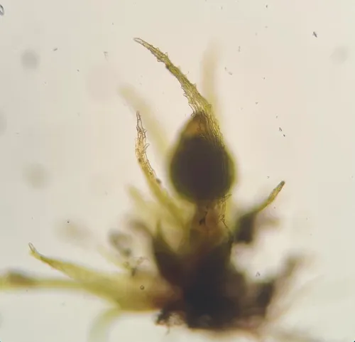 Serrated Earth Moss