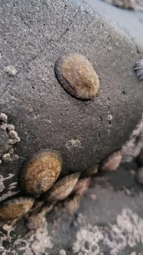 Owl Limpet