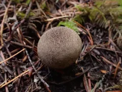 Lycoperdon subumbrinum thumbnail 1