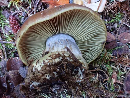 Thaxterogaster violaceonitens