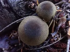 Cortinarius atrosquamosus thumbnail 1