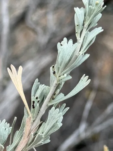 Puccinia absinthii