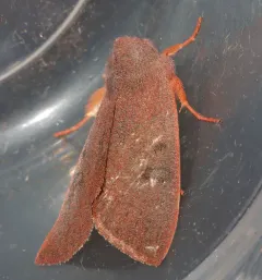 Orthosia mys thumbnail 3