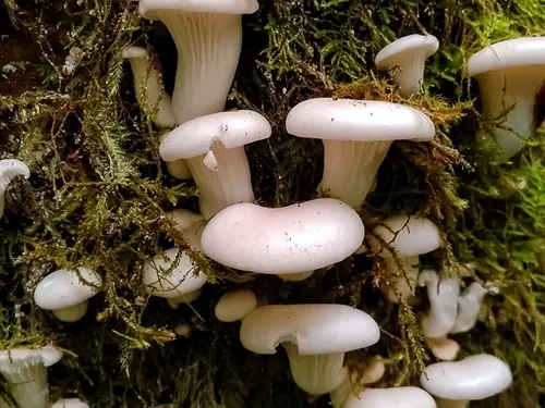 Branching Oyster