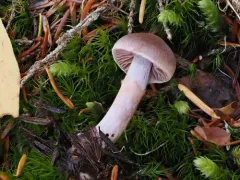 Cortinarius boulderensis thumbnail 1