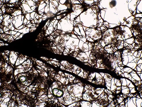 Symphytocarpus amaurochaetoides