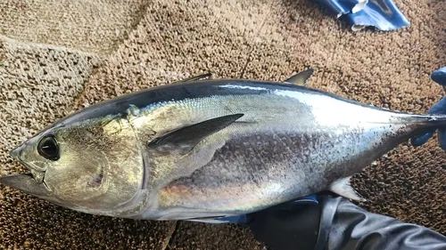 Pacific Bluefin Tuna