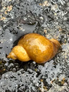 Woodland Pondsnail thumbnail 2