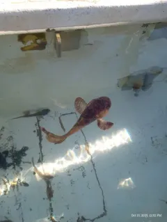 Marbled Snailfish thumbnail 4