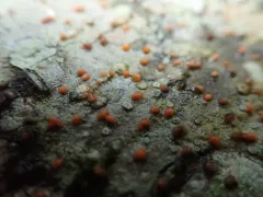 Ramboldia gowardiana thumbnail 1