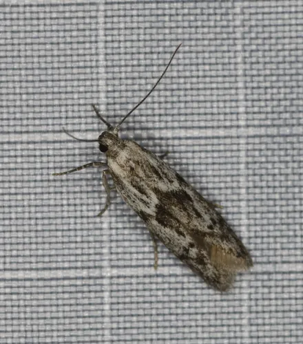 Hypatopa vestaliella