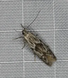 Hypatopa vestaliella thumbnail 1