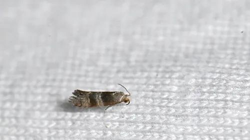 Bronze-banded Corticivora Moth