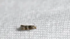 Bronze-banded Corticivora Moth thumbnail 1