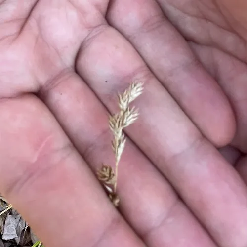 necklace sedge