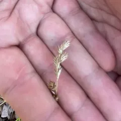 necklace sedge thumbnail 1