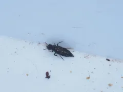 Oxyporus stygicus thumbnail 2