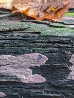 Hypoxylon fuscopurpureum thumbnail 2