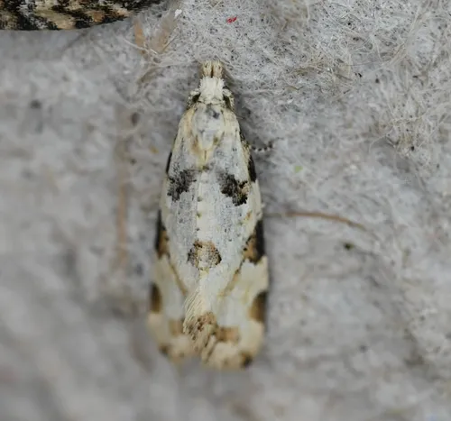 Aethes terriae